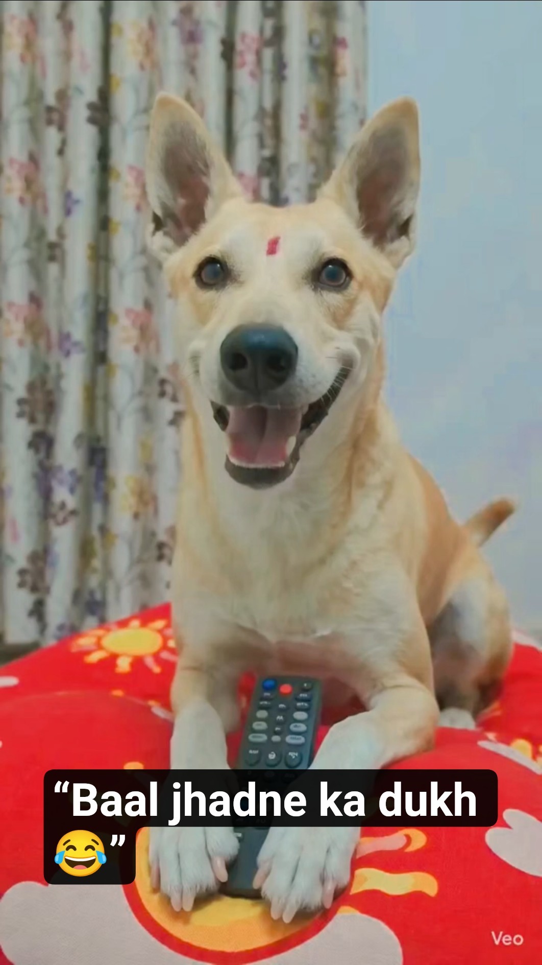 😁फनी वीडियो📽 - ShareChat