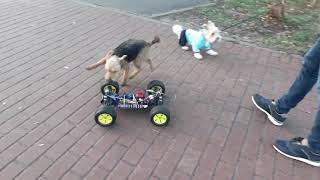 Welsh Terrier Vergy vs Robots machine