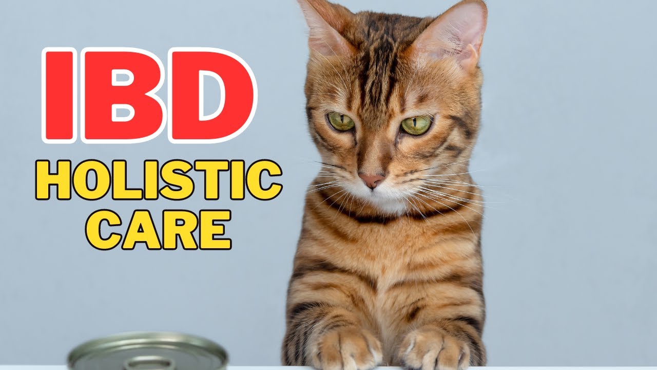 Holistic Care for Cats with IBD YouTube