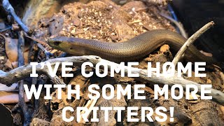 Unboxing new reptiles or amphibians!