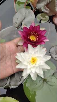 Red white water lily