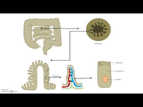 Video: Aflopende Dikke Darm Anatomie, Diagram En Functie - Lichaamskaarten