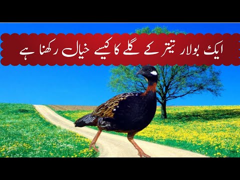 کالے تیتر کے گلے کا کیسے خیال رکھا جاتا ہے