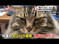 「俺はネコだぞ」兵糧県知事のネコハラ疑惑が続々浮上