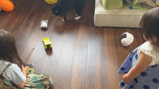 ランボルギーニのラジコンだけ追いかける猫　ラガマフィン　A cat that only chases a specific radio control