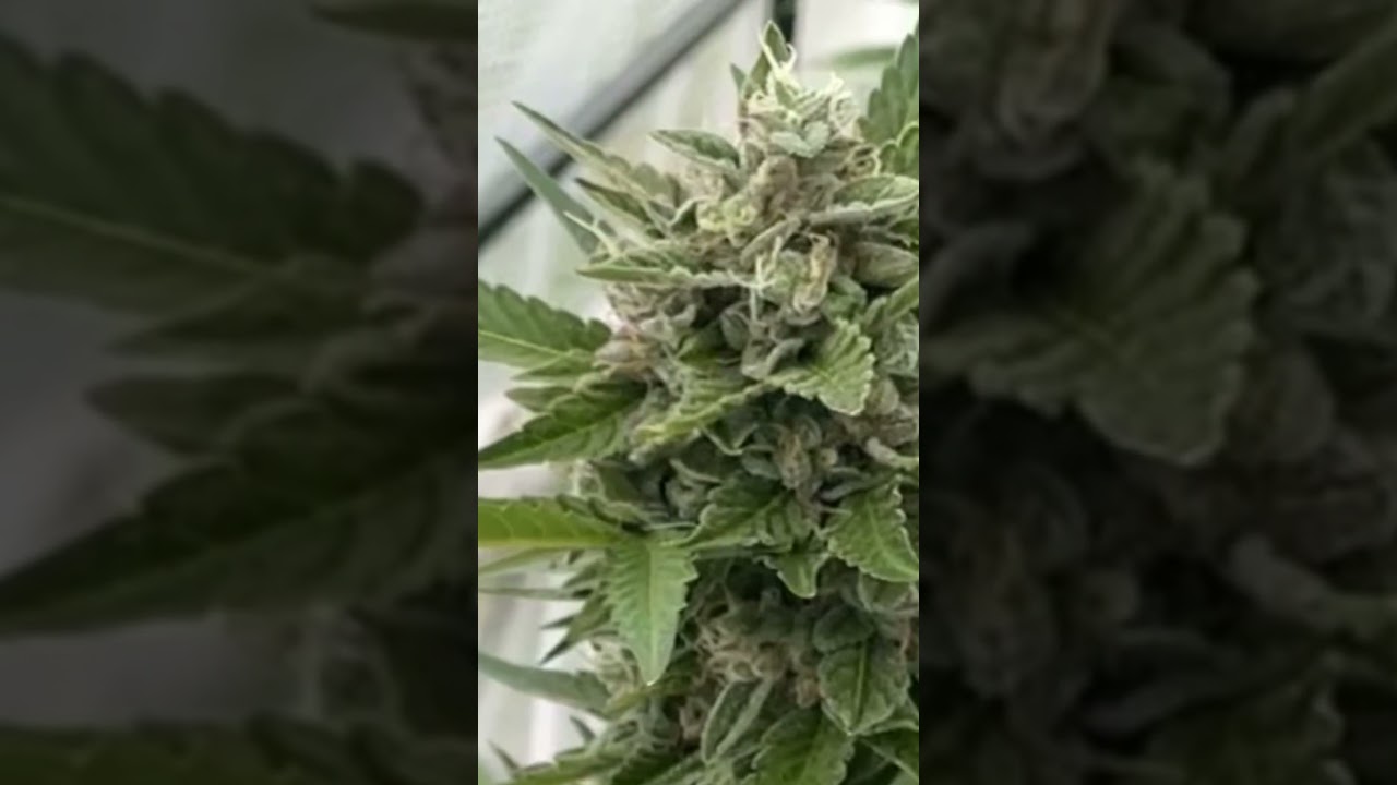 Banana OG in Full Bloom - Pure Kush Power - Cannabis Cultivation