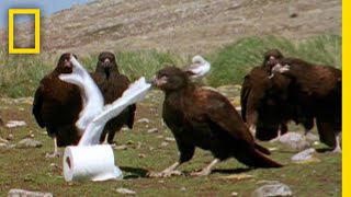 カラカラの若鳥たちはやんちゃ盛り | ナショジオ