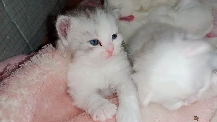 Video 269371: persian cat kitten white, persian catlife, persian kitten playing, cutecat kittycat, dog animal kittycat