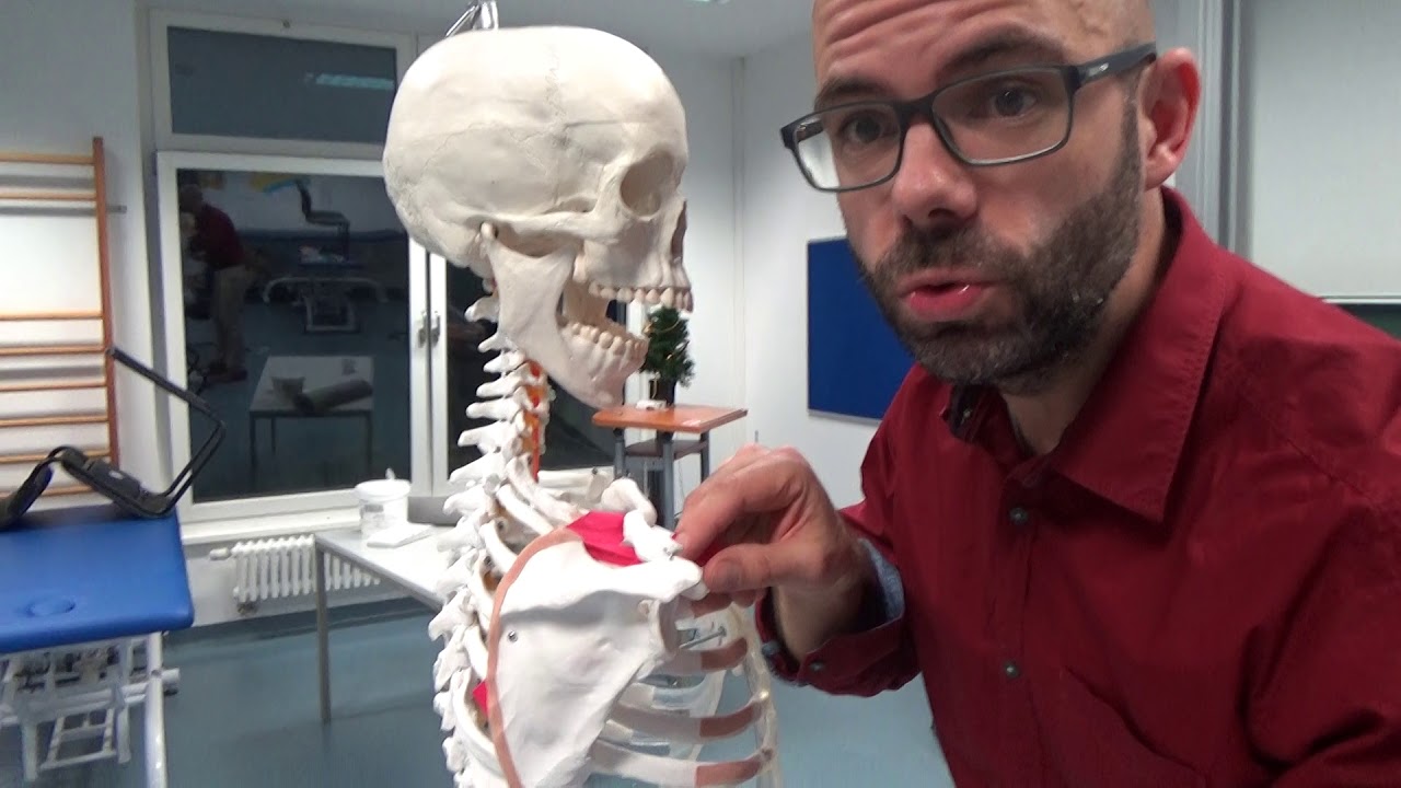 Schultergürtelmuskeln - m.serratus anterior