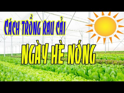 Video: Cách Trồng Rau Trong Mùa Hè Lạnh