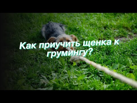 Как приучить щенка к грумингу?