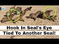 Hook in Seal's Eye Tied To Another Seal!