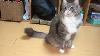 炭酸に驚く猫 ノルウェージャンフォレストキャットcat surprised by carbonated drinks.Norwegian Forest Cat.