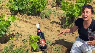Meet The Winemaker - Mrs. Laurence Feraud From Domaine Du Pegau