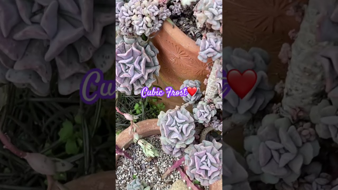 Cubic frost succulent garden 