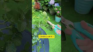 How to Grow Perfect Rose Buds - Easy Tips for Beginners