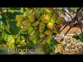 Ya conoces  los arboles y frutos del PISTACHE? (PISTACHO-PISTACHIO)😮🤩