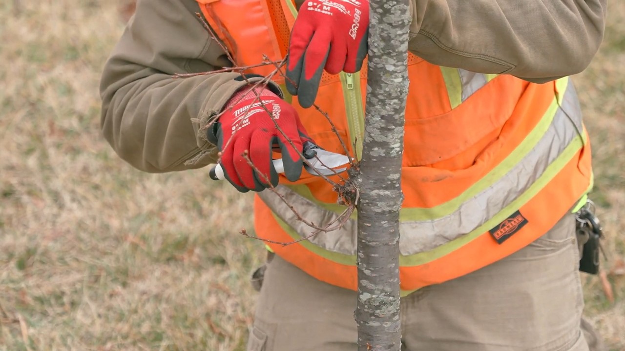 Structurally Pruning Young Trees: The Basics - Casey Trees - YouTube