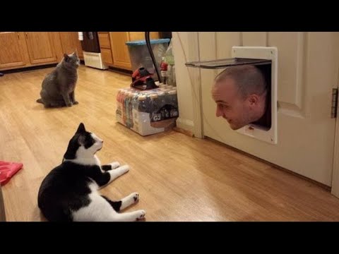 😺 Ну и куда ты лезешь?! 🐈 Смешное видео с котами и котятами для хорошего настроения! 😸