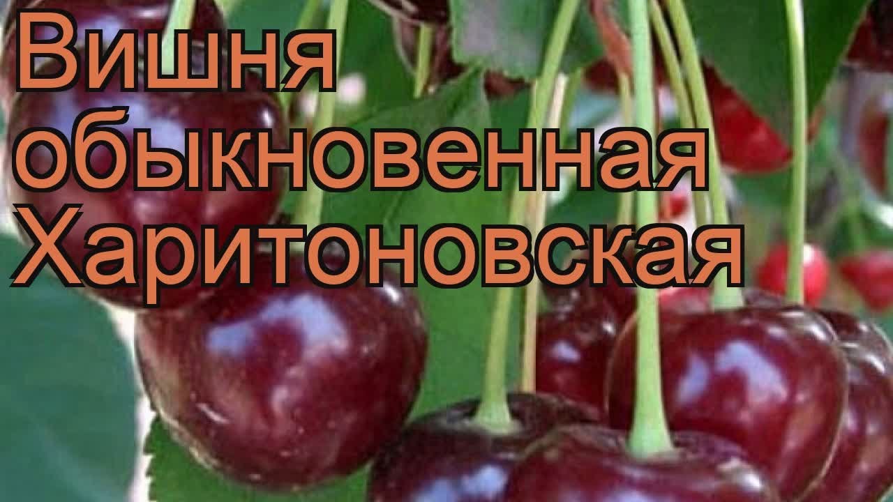 Вишня жуковская описание сорта фото отзывы опылители. Вишня обыкновенная Харитоновская. Саженцы вишня Харитоновская. Вишня сорт Харитоновская. Сорт вишни Харитоновка.