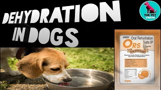 Dehydration In dog / symptoms /complete cure / by sahil malik ( vet.) / THE PET VISION