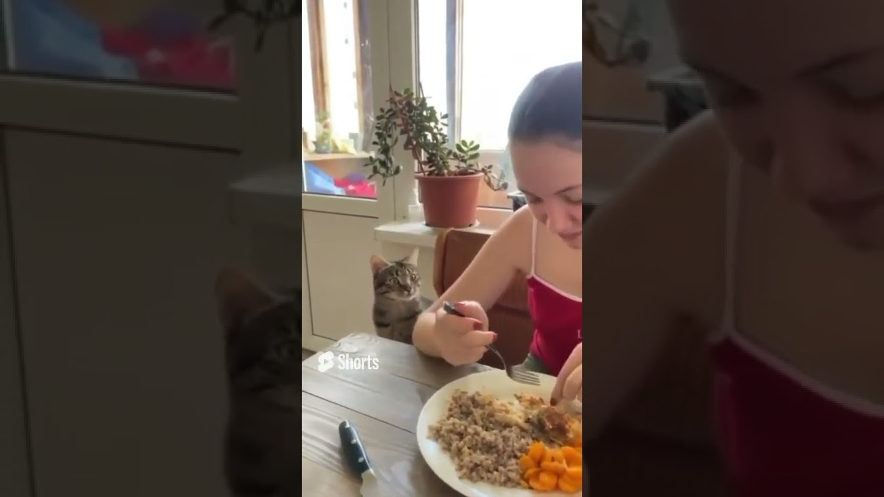 Funny Crazy Cats Viral Clips😹 #shorts #funnycatyy 
