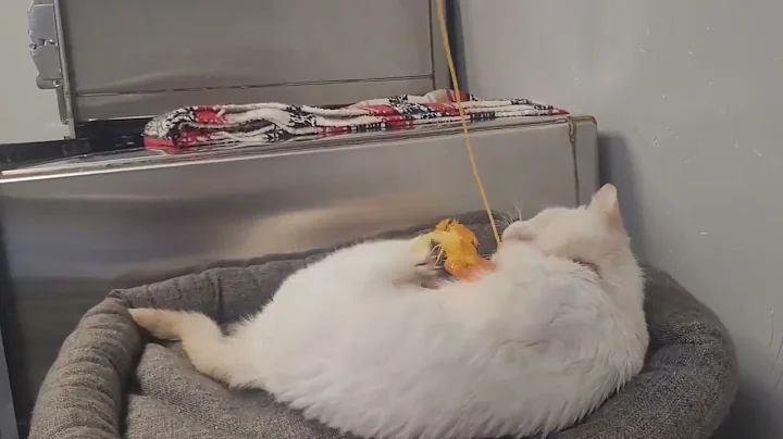 Watch the video about Meet Queen Chili Bean a Siamese currently available for adoption! 10/28/2025 2