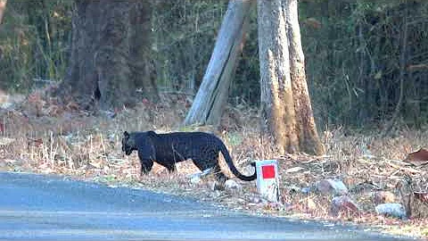 Rare Indian Black Leopard sighted at Tadoba, Filmed by Nandita