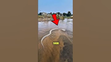 This Snake Isn’t Dead — Watch Closely 👀 #shorts