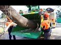 Amazing Automatic Fast Big Wood Chipper Machines Modern Technology, Best Large Tree Shredder Machine