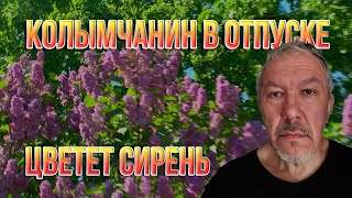 Колымчанин в отпуске. Как цветет сирень. С Северо-Востока на Северный Кавказ