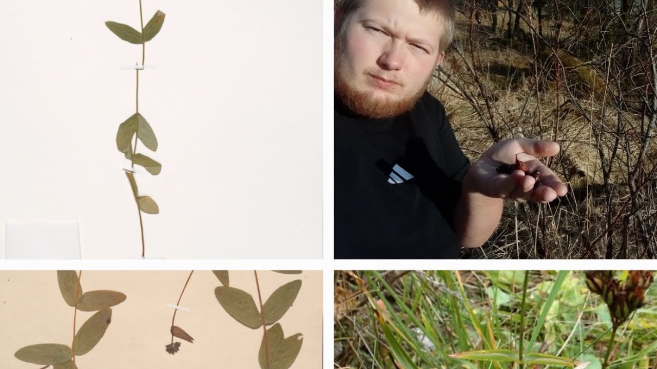 Rosefamilien, orkidefamilien og perikumfamilien 😀 (Botanikkserie på norsk)
