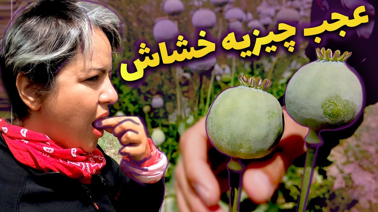 وسط جاده رسیدیم به مزرعه خشخاش ، خششخاش عجب چیزیه