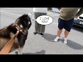 Taking my Embarrassing Dog out in Public
