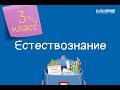 Естествознание. 3 класс. Закрепление материала, пройденного в первой четверти /26.10.2020/