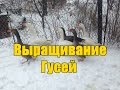 ВЫРАЩИВАНИЕ ГУСЕЙ. ВЫБОР ПОРОДЫ, ОТБОР НА ПЛЕМЯ, СОДЕРЖАНИЕ РОДИТЕЛЬСКОГО СТАДА