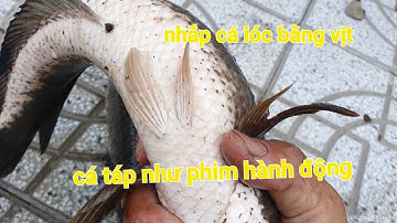 Cặp cá táp như phim # câu cá lóc bằng vịt phần 2| Phương fishing , hunting trap