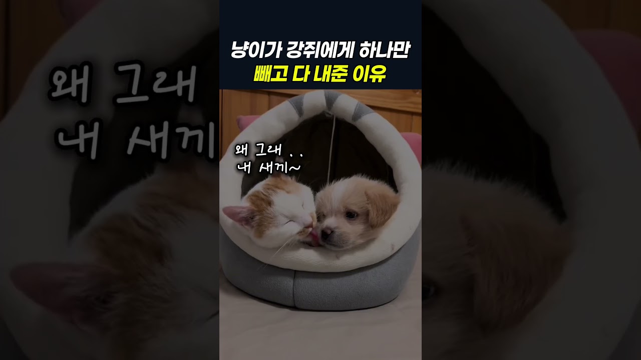 엄마없는 강아지를 대하는 냥이의 충격적인 모성애