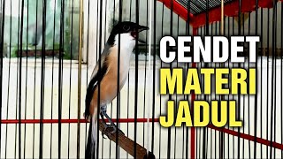 cendet materi jadul kapan bisa juara kalau kayak ini