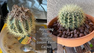 How to repot almost rootless Golden Barrel Cactus