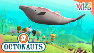 Octonauts  Save the Whales! | Cartoons for Kids | Wizz Learning