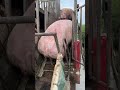 Pig Farmer Safely Loading Pigs into a Truck | Educational Purpose Only