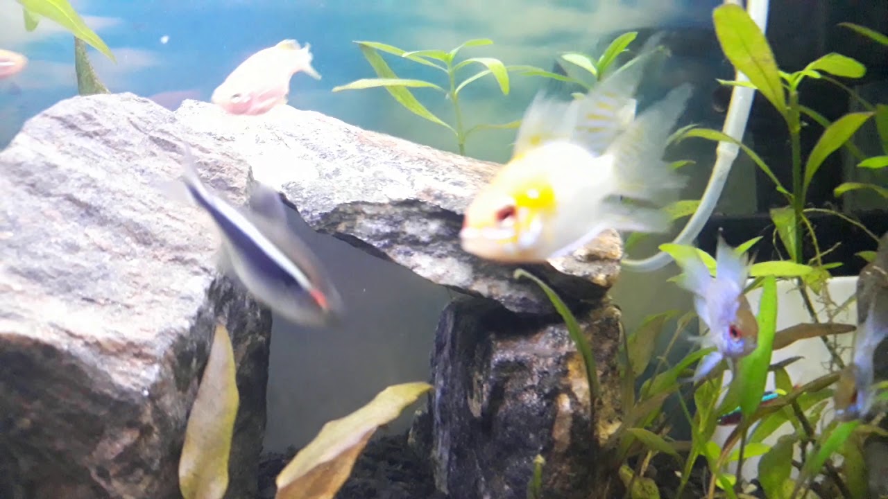 Ramirezi 