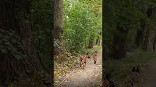 morgen de hele video tezien van onze vakantie wandeling #foryou #malinois #België #wandelen #doglife