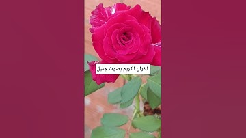 القرآن الكريم بصوت جميل #duet #quran #اكسبلور #qoraniyat423 #لايك #راحة_نفسية #ilovepalestina