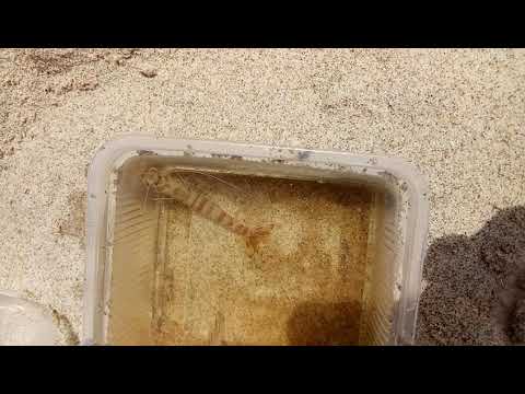 القريدس في واد البطاح الله يبارك