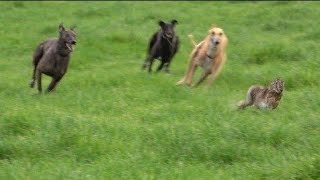 VIAJE AL SUR PRIMER DIA/GALGOS VS LIEBRES