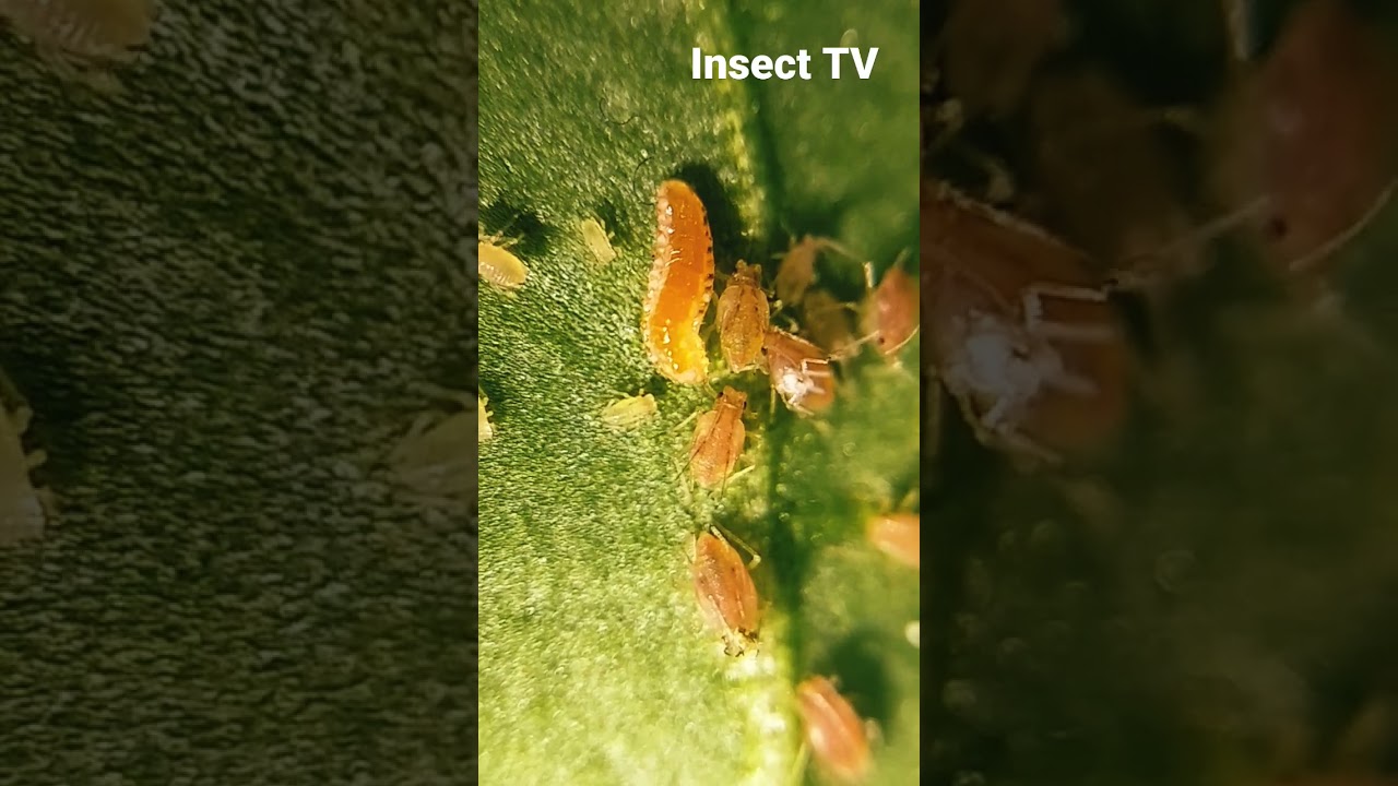 Peach aphid and Cecidomyiidae larva
