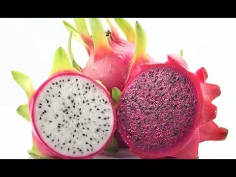 Vidéo: Quand fleurit un fruit du dragon - Raisons pour lesquelles il n'y a pas de fleurs sur le cactus du fruit du dragon