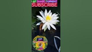 Amazing Flowers So relaxing 